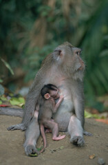 Indonésie, Bali, Le sanctuaire de Padangtegal, Macaque a longue queue