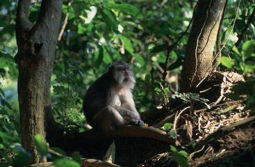 Indonésie, Bali, Le sanctuaire de Padangtegal, Macaque a longue queue