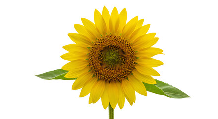 Fototapeta premium Vibrant Yellow Sunflower Bloom with Green Leaves on Transparent Background