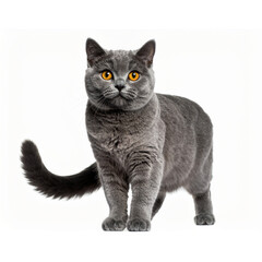 Cute British shorthair cat, isolated on transparent background, png 