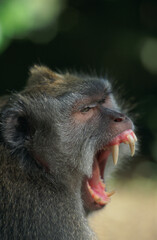 Indonésie, Bali, Le sanctuaire de Padangtegal, Macaque a longue queue