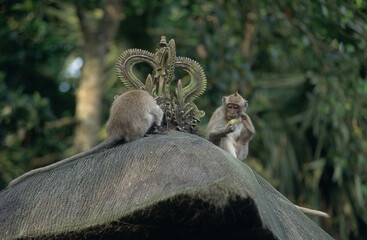 Indonésie, Bali, Le sanctuaire de Padangtegal, Macaque a longue queue