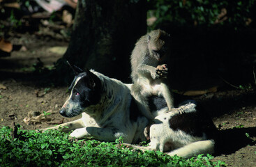 Indonésie, Bali, Le sanctuaire de Padangtegal, Macaque a longue queue