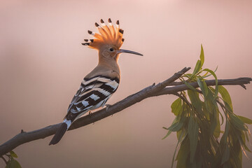 bird on a branch