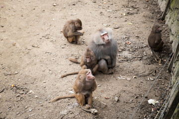 A group of baboons in a zoo enclosure, sitting and interacting in a naturalistic setting. The dominant male with a thick mane watches over the troop, while younger monkeys play and explore their surro