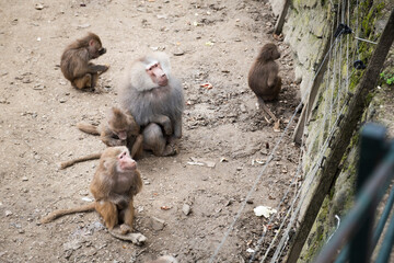 A group of baboons in a zoo enclosure, sitting and interacting in a naturalistic setting. The...