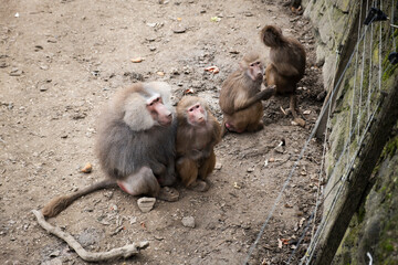 A group of baboons in a zoo enclosure, sitting and interacting in a naturalistic setting. The dominant male with a thick mane watches over the troop, while younger monkeys play and explore their surro