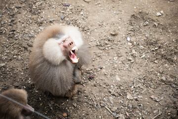A solitary baboon sits on dry, dusty ground, gazing into the distance. Its thick fur and...