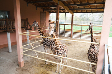 Three giraffes stand in a zoo enclosure, surrounded by wooden fences and a covered shelter. Their...