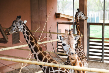 Three giraffes stand in a zoo enclosure, surrounded by wooden fences and a covered shelter. Their...
