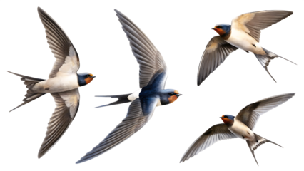 Barn swallows in flight with detailed wingspans isolated on a transparent background