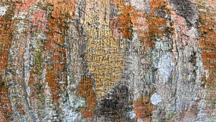 Close up natural wood bark texture background. Bark texture pattern for background or design.