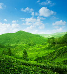 Tea plantation landscape view
