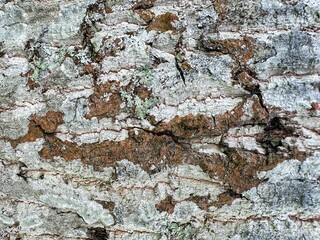 Close up natural wood bark texture background. Bark texture pattern for background or design.