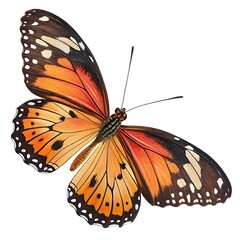 Fototapeta premium Beautiful monarch butterfly with orange and black wings isolated on white background
