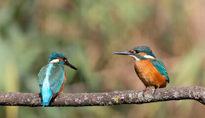 Common kingfisher, Alcedo atthis. Male and female sitting on a beautiful branch, blurred background