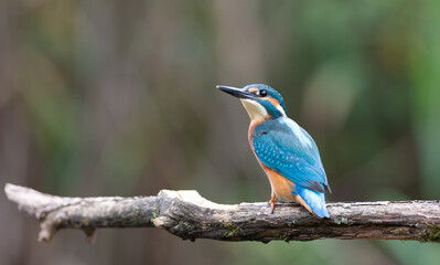 Common kingfisher, Alcedo atthis. Young bird sitting on an old branch, blurred background