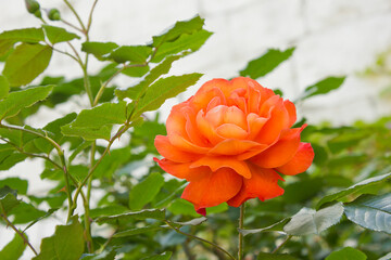 One orange rose close-up. A rose on a bush in the garden