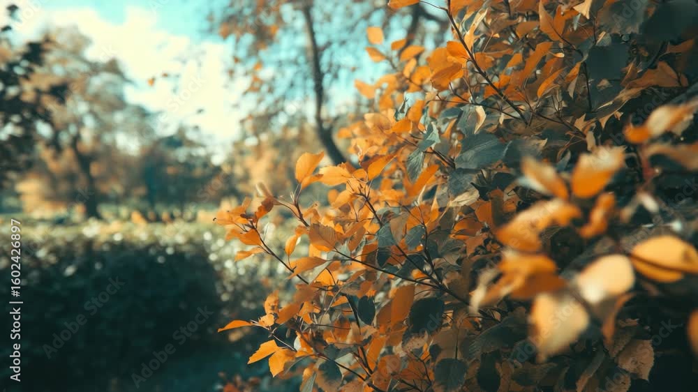 Poster fall foliage with sunlight filtering through, creating a serene atmosphere.