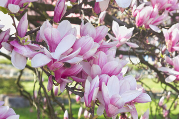 Spring blooming pink magnolia tree. Magnolia soulangeana flowering branches close-up