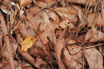 dry autumn leaves