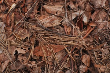 dry leaves background