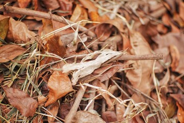 close up of dry leaves