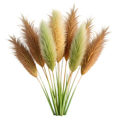 A bunch of fluffy pampas grass stems with soft feathery plumes on a black background