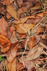 pile of fallen leaves background