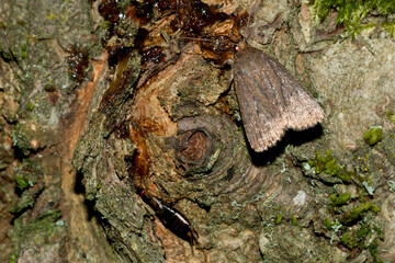 Dreipunkt-Glanzeule (Amphipyra tragopoginis)