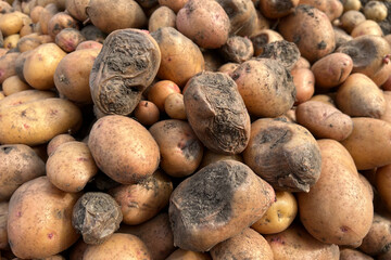 Damaged, spoiled potatoes, unhealthy vegetables. Sick, disease, late blight. Rotten harvest. Crop failure. Tuber affected by bacterial decay. Helminthosporium solani.