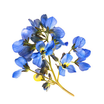 Woad Blossom png