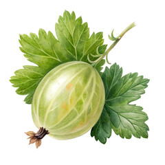 Watercolor Illustration of a Gooseberry with Leaves on Transparent Background