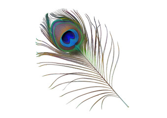 peacock feather isolated on white or transparent png
