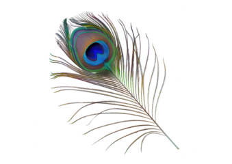 peacock feather isolated on white or transparent png