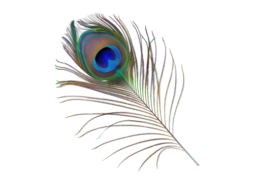 peacock feather isolated on white or transparent png