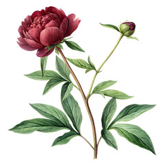 Burgundy Peony Flower with Bud and Green Leaves on Transparent Background