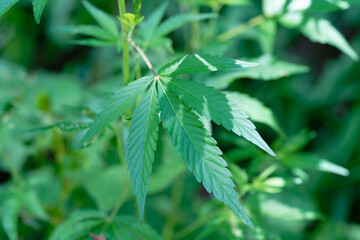 close up of Marijuana, Ganja, Cannabis