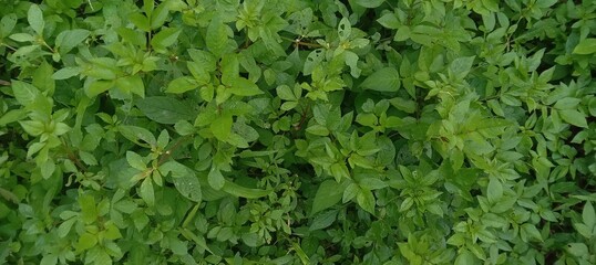 Beautiful Green Grass Background in Indonesia