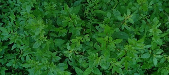 Beautiful Green Grass Background in Indonesia
