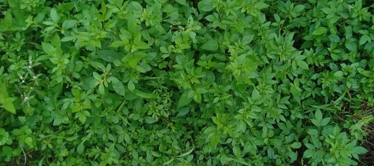 Beautiful Green Grass Background in Indonesia