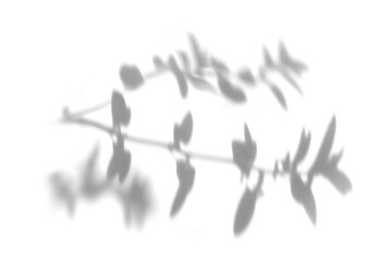 Tree branch png shadow effect, transparent background