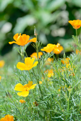 California poppy (Eschscholzia californica) in the garden