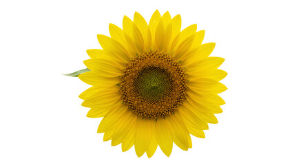 Fototapeta premium Bright Vibrant Yellow Sunflower Flower Bloom Transparent Background