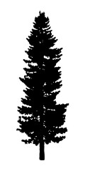 Png  pine tree silhouette, transparent background