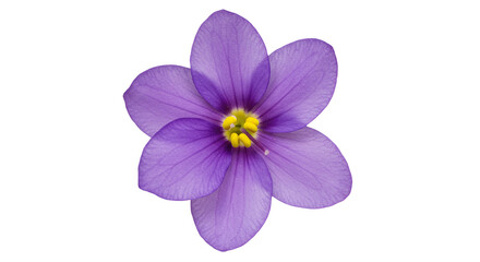 Vibrant Purple Flower Blossom Nature Beauty on Transparent Background