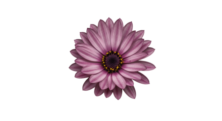 Vibrant Purple African Daisy Flower Bloom Transparent Background