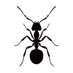 Silhouette of ant

