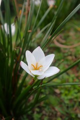 Beautiful White Flowers Blooming Fresh In The Garden