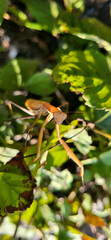 mantis on the leaf in zoom